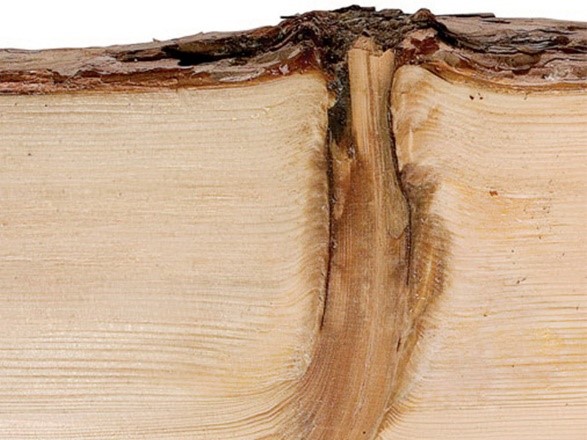 تشخیص نوع چوب مبل ،اسرار حرفه‌ای ها را اینجا بخوانید! 